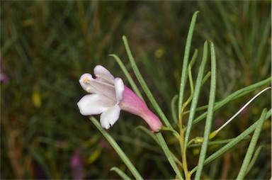 APII jpeg image of Eremophila rostrata  © contact APII