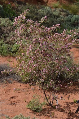 APII jpeg image of Commersonia magniflora  © contact APII