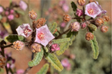 APII jpeg image of Commersonia magniflora  © contact APII