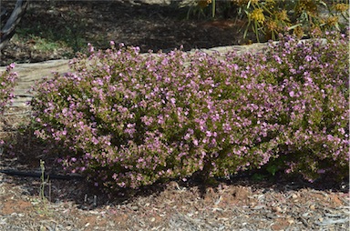 APII jpeg image of Boronia crenulata  © contact APII