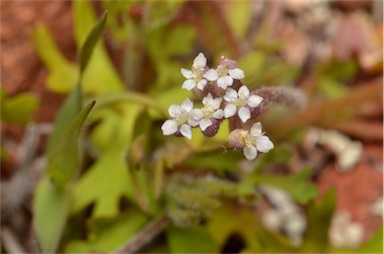 APII jpeg image of Trachymene ornata  © contact APII