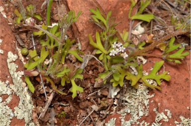 APII jpeg image of Trachymene ornata  © contact APII