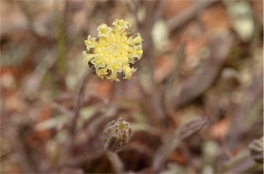 APII jpeg image of Millotia macrocarpa  © contact APII