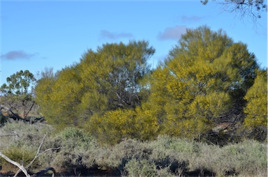 APII jpeg image of Acacia burkittii  © contact APII