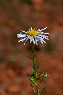 APII jpeg image of Minuria leptophylla  © contact APII