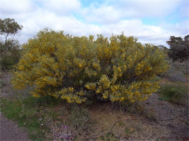 APII jpeg image of Acacia xiphophylla  © contact APII