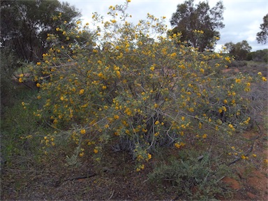 APII jpeg image of Senna glutinosa subsp. chatelainiana  © contact APII