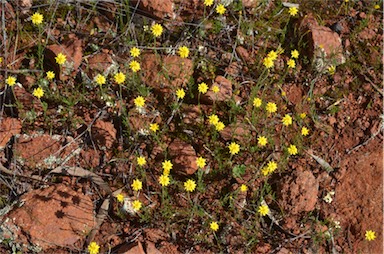 APII jpeg image of Hyalosperma glutinosum subsp. glutinosum  © contact APII