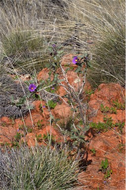 APII jpeg image of Solanum petrophilum  © contact APII