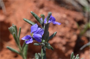 APII jpeg image of Dampiera lanceolata  © contact APII