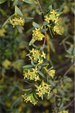 APII jpeg image of Pimelea microcephala subsp. microcephala  © contact APII