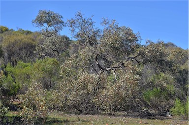 APII jpeg image of Eucalyptus socialis subsp. socialis  © contact APII