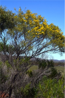 APII jpeg image of Acacia euthycarpa subsp. euthycarpa  © contact APII