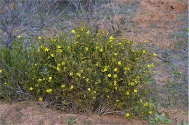 APII jpeg image of Hibbertia virgata  © contact APII