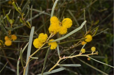 APII jpeg image of Acacia rigens  © contact APII