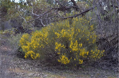 APII jpeg image of Acacia rigens  © contact APII