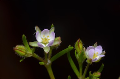 APII jpeg image of Spergularia rubra  © contact APII