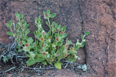 APII jpeg image of Ptilotus decipiens  © contact APII