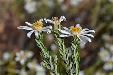 APII jpeg image of Olearia pimeleoides subsp. pimeleoides  © contact APII