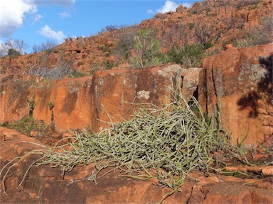 APII jpeg image of Cynanchum viminale subsp. australe  © contact APII