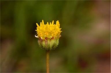 APII jpeg image of Brachyscome ciliaris var. brachyglossa  © contact APII