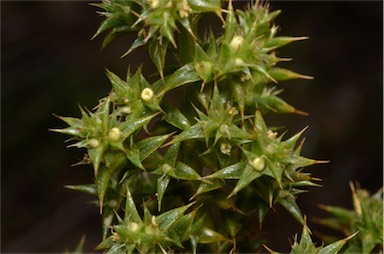 APII jpeg image of Salsola australis  © contact APII