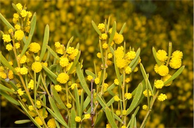 APII jpeg image of Acacia sclerophylla var. sclerophylla  © contact APII