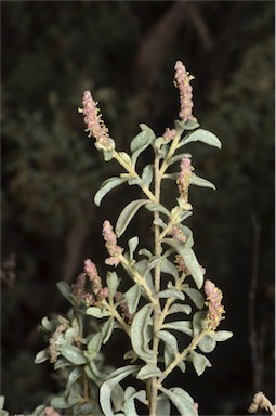 APII jpeg image of Atriplex vesicaria subsp. appendiculata  © contact APII