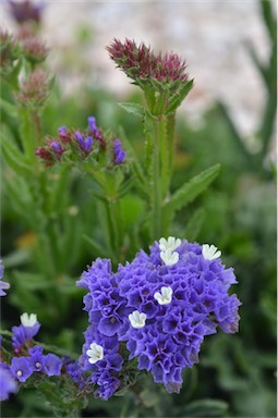 APII jpeg image of Limonium sinuatum  © contact APII