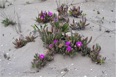 APII jpeg image of Carpobrotus rossii  © contact APII