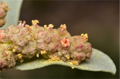 APII jpeg image of Atriplex cinerea  © contact APII