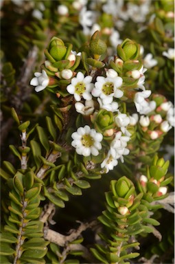 APII jpeg image of Thryptomene micrantha  © contact APII