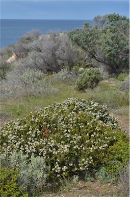 APII jpeg image of Thryptomene micrantha  © contact APII