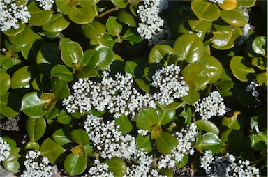 APII jpeg image of Logania crassifolia  © contact APII