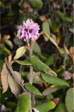 APII jpeg image of Lasiopetalum discolor  © contact APII