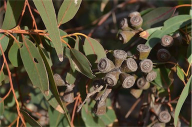 APII jpeg image of Eucalyptus gomphocephala  © contact APII