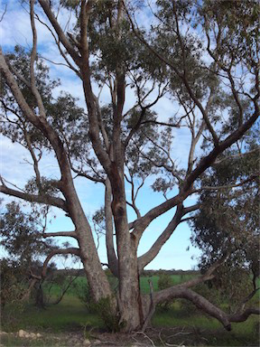 APII jpeg image of Eucalyptus gomphocephala  © contact APII