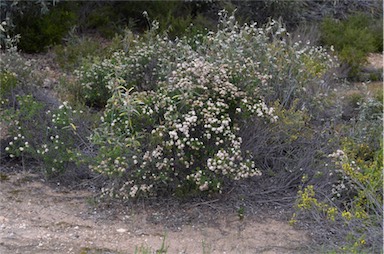 APII jpeg image of Pomaderris obcordata  © contact APII