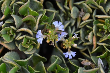 APII jpeg image of Scaevola crassifolia  © contact APII