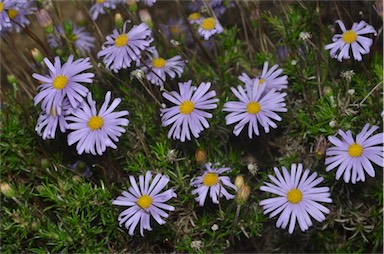 APII jpeg image of Olearia ciliata  © contact APII