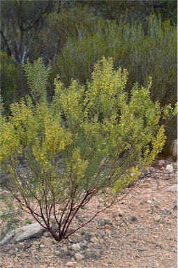 APII jpeg image of Acacia microcarpa  © contact APII