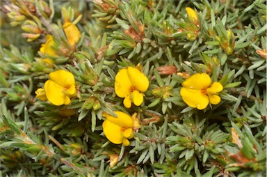 APII jpeg image of Pultenaea tenuifolia  © contact APII