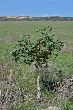 APII jpeg image of Malva arborea  © contact APII