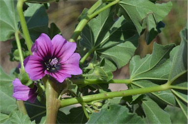 APII jpeg image of Malva arborea  © contact APII