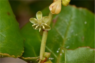 APII jpeg image of Muehlenbeckia adpressa  © contact APII