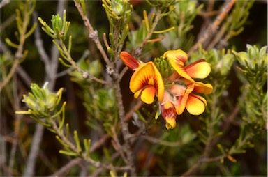 APII jpeg image of Pultenaea tenuifolia  © contact APII