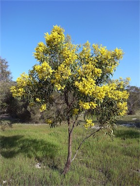 APII jpeg image of Acacia pycnantha  © contact APII