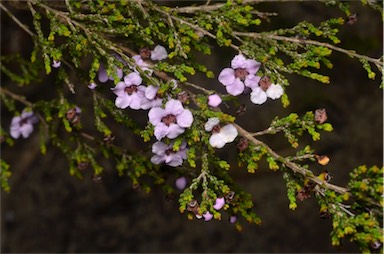 APII jpeg image of Baeckea crassifolia  © contact APII