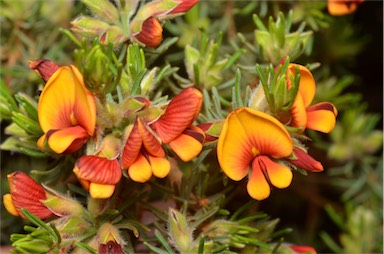 APII jpeg image of Pultenaea tenuifolia  © contact APII