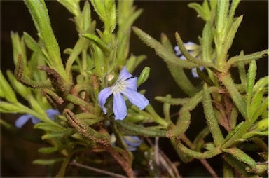 APII jpeg image of Scaevola linearis subsp. linearis  © contact APII